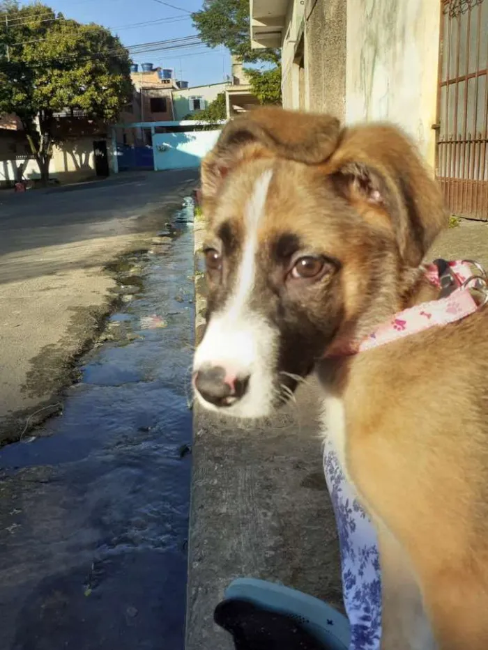 Cachorro ra a  idade 2 a 6 meses nome Bella