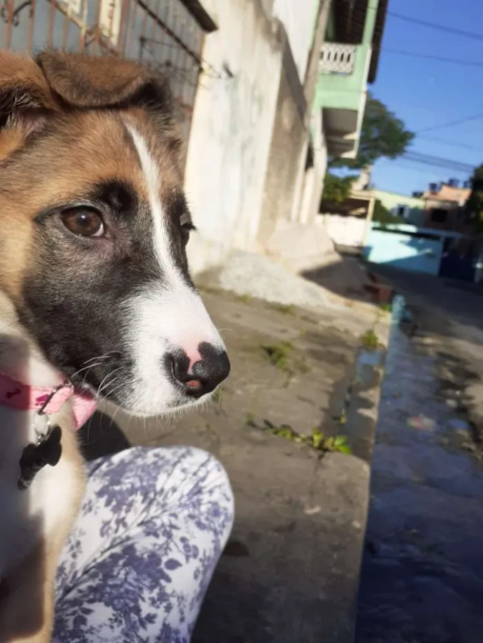 Cachorro ra a  idade 2 a 6 meses nome Bella