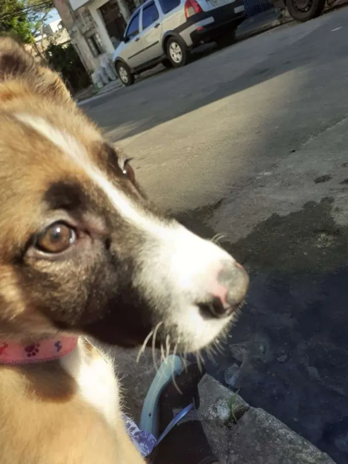 Cachorro ra a  idade 2 a 6 meses nome Bella