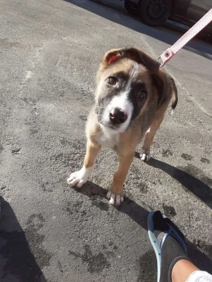 Cachorro ra a  idade 2 a 6 meses nome Bella