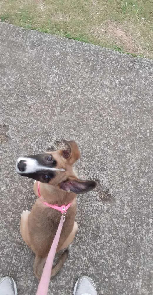 Cachorro ra a  idade 2 a 6 meses nome Bella