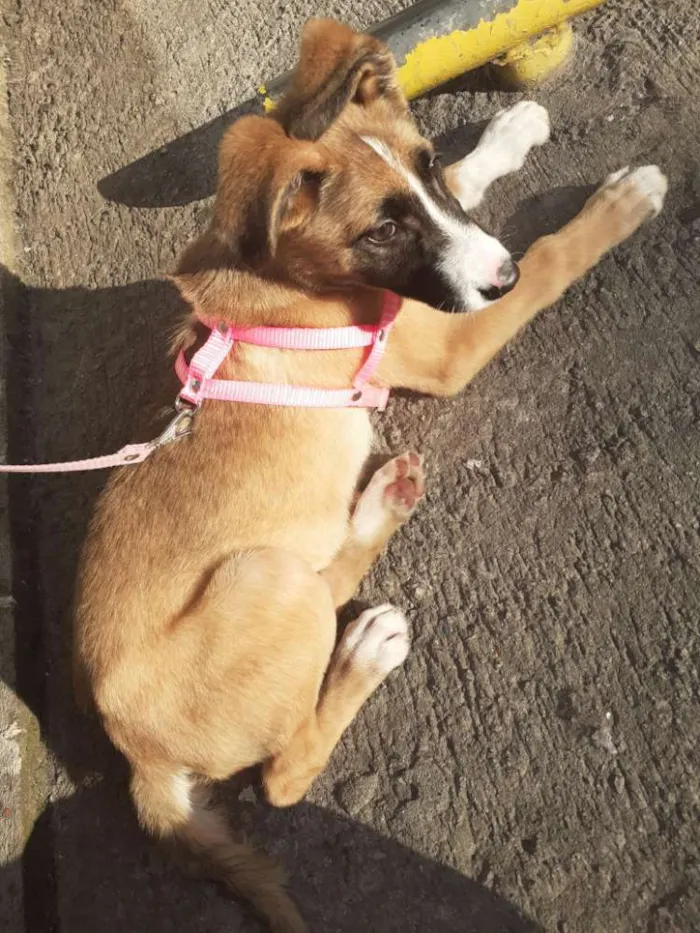 Cachorro ra a  idade 2 a 6 meses nome Bella