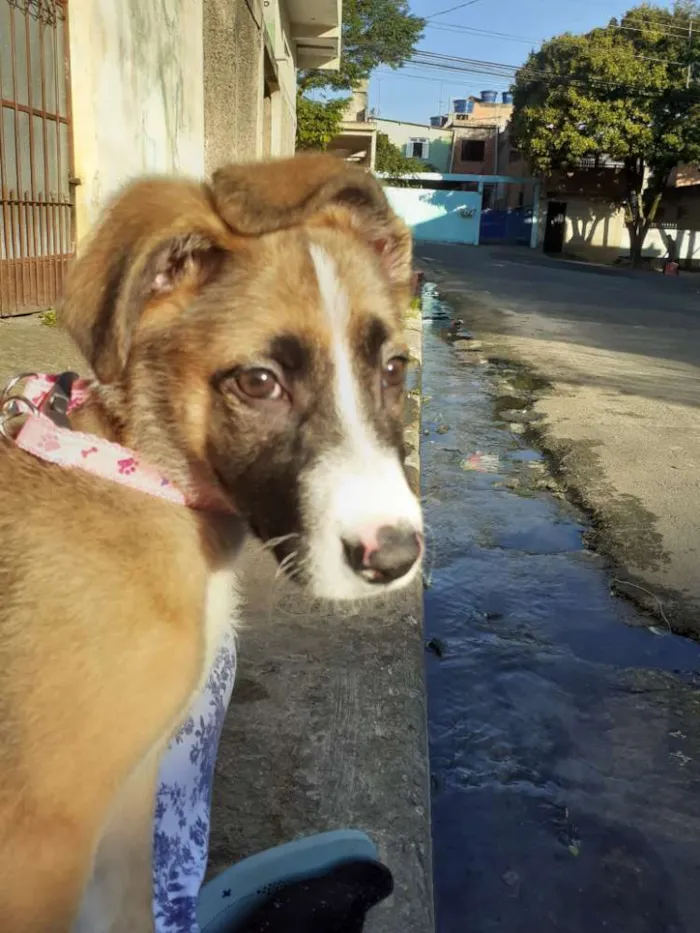 Cachorro ra a  idade 2 a 6 meses nome Bella