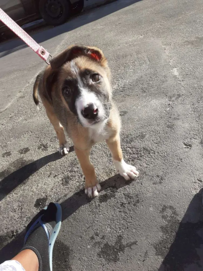 Cachorro ra a  idade 2 a 6 meses nome Bella