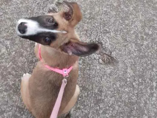 Cachorro ra a  idade 2 a 6 meses nome Bella