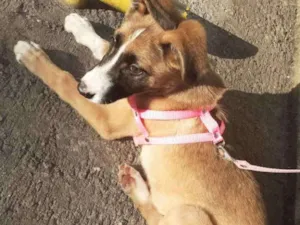 Cachorro raça  idade 2 a 6 meses nome Bella