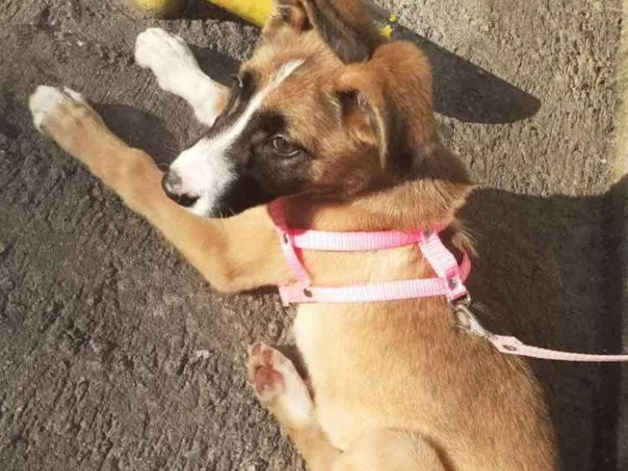 Cachorro ra a  idade 2 a 6 meses nome Bella