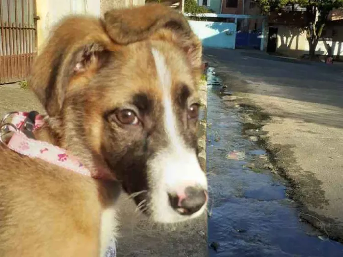 Cachorro ra a  idade 2 a 6 meses nome Bella