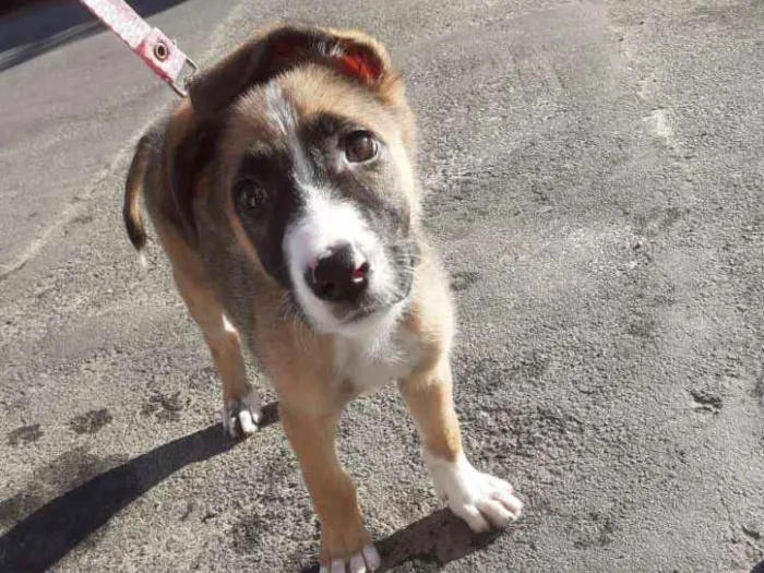 Cachorro ra a  idade 2 a 6 meses nome Bella
