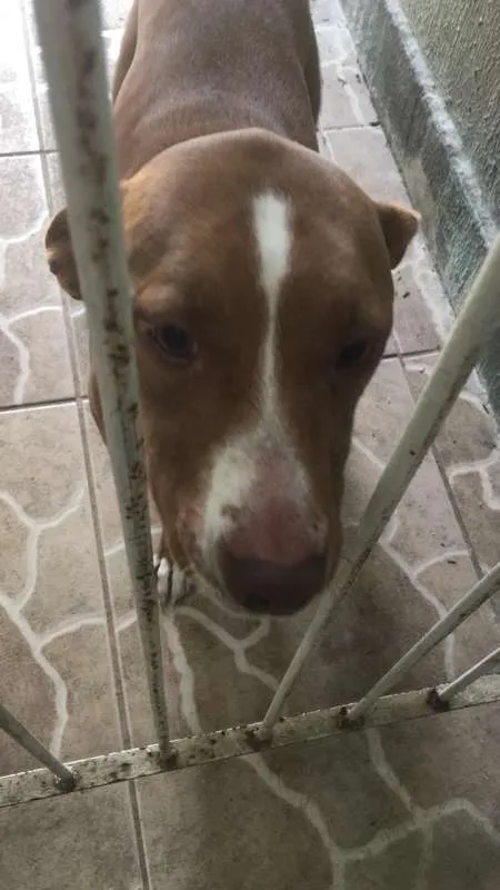 Cachorro ra a Mestiça idade 3 anos nome Mel