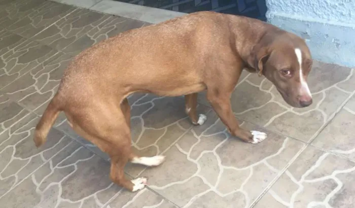Cachorro ra a Mestiça idade 3 anos nome Mel