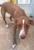 Mel