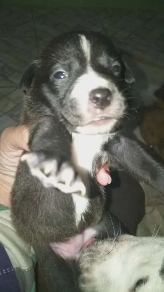 Cachorro ra a srd idade Abaixo de 2 meses nome filhotes