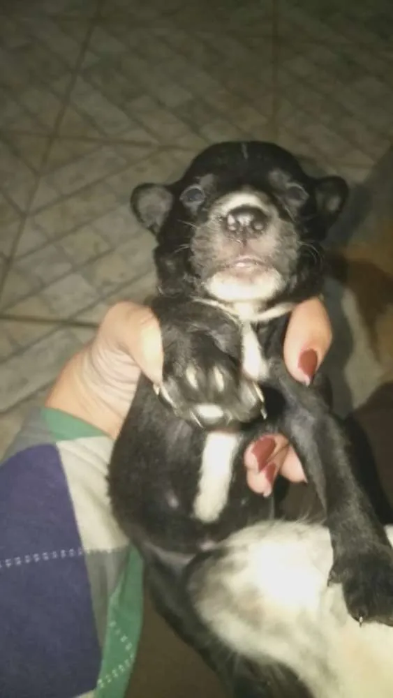 Cachorro ra a srd idade Abaixo de 2 meses nome filhotes