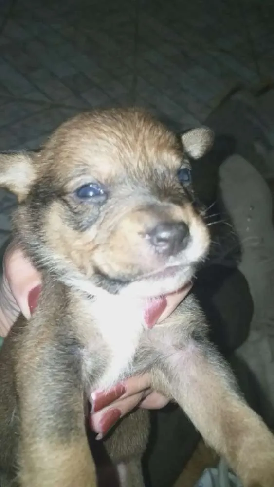 Cachorro ra a srd idade Abaixo de 2 meses nome filhotes