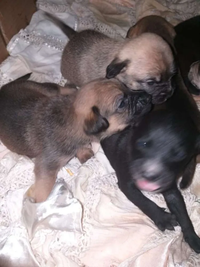 Cachorro ra a srd idade Abaixo de 2 meses nome filhotes