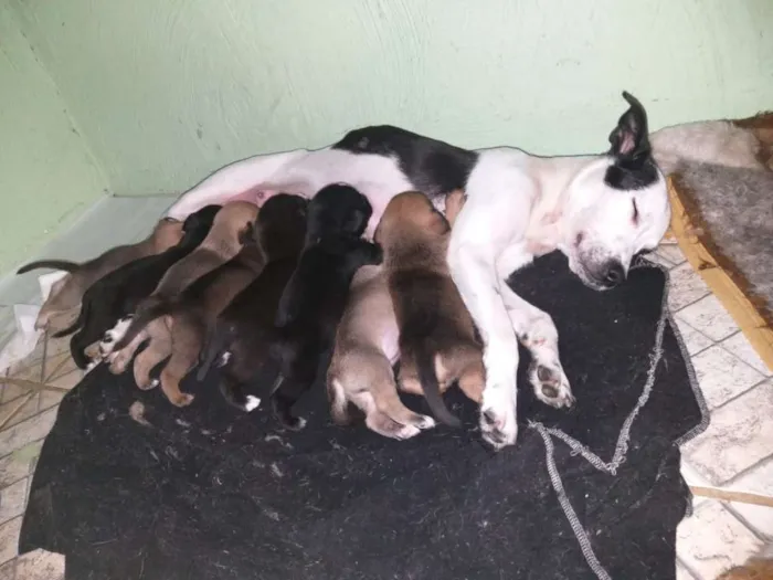 Cachorro ra a srd idade Abaixo de 2 meses nome filhotes