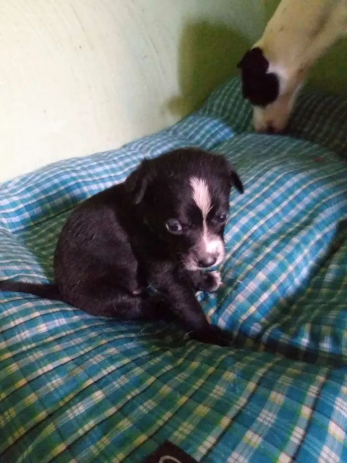 Cachorro ra a srd idade Abaixo de 2 meses nome filhotes