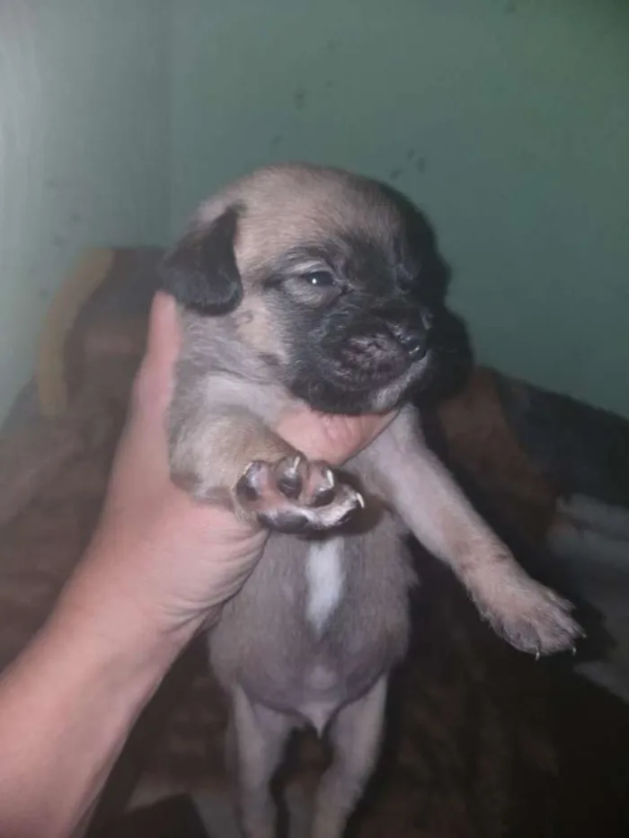 Cachorro ra a srd idade Abaixo de 2 meses nome filhotes