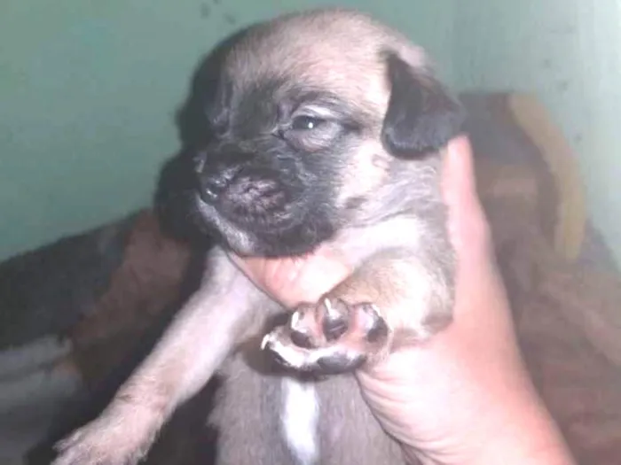 Cachorro ra a srd idade Abaixo de 2 meses nome filhotes