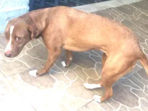 Cachorro raça Mestiça idade 3 anos nome Mel