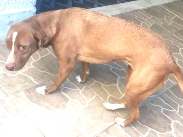 Cachorro ra a Mestiça idade 3 anos nome Mel