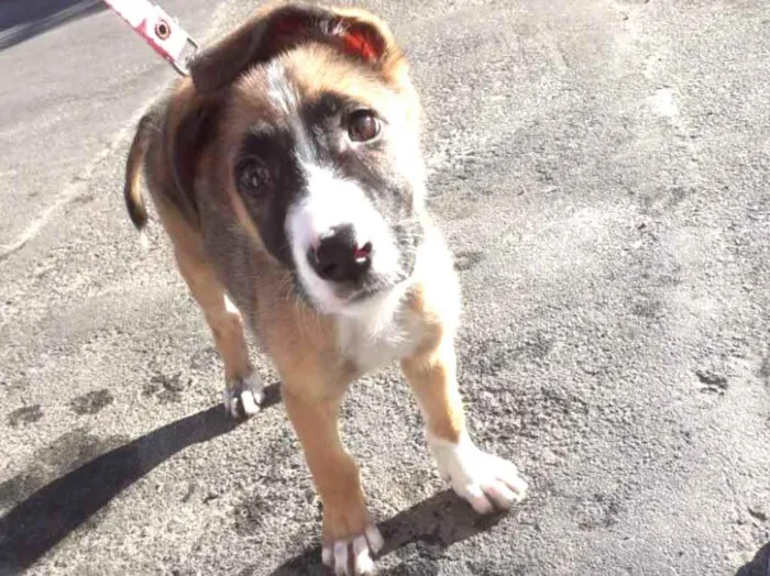 Cachorro ra a  idade 2 a 6 meses nome Bella