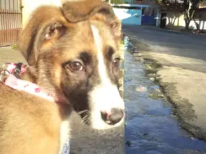 Cachorro raça  idade 2 a 6 meses nome Bella