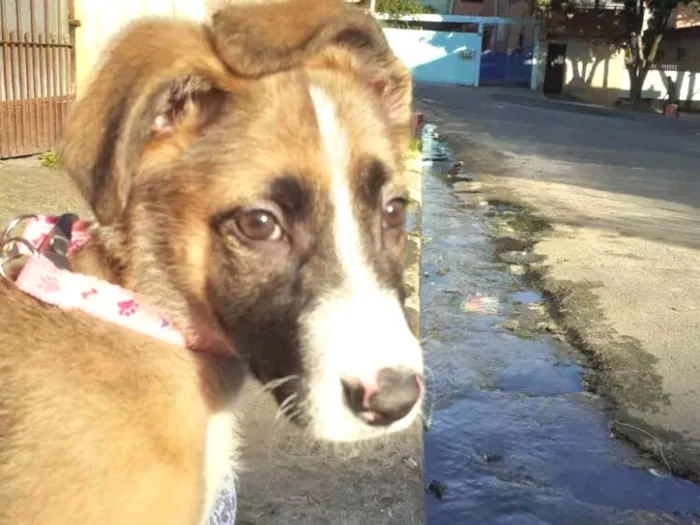 Cachorro ra a  idade 2 a 6 meses nome Bella