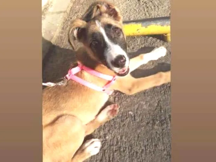Cachorro ra a  idade 2 a 6 meses nome Bella