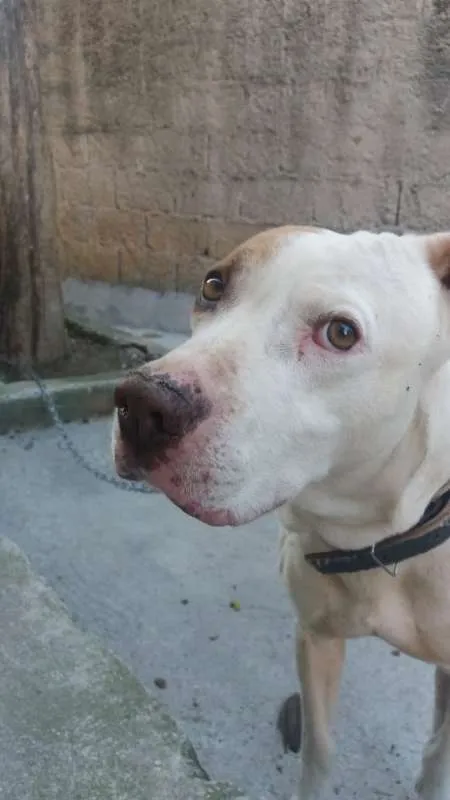 Cachorro ra a Pit-Bull idade 2 anos nome Nick