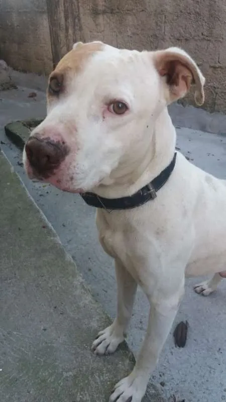 Cachorro ra a Pit-Bull idade 2 anos nome Nick