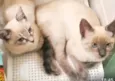 Maya e Kaya 