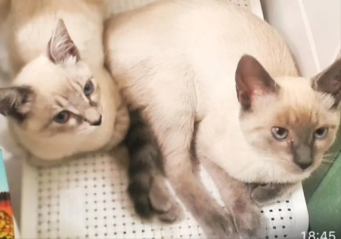Gato ra a SRD  idade 2 a 6 meses nome Maya e Kaya 