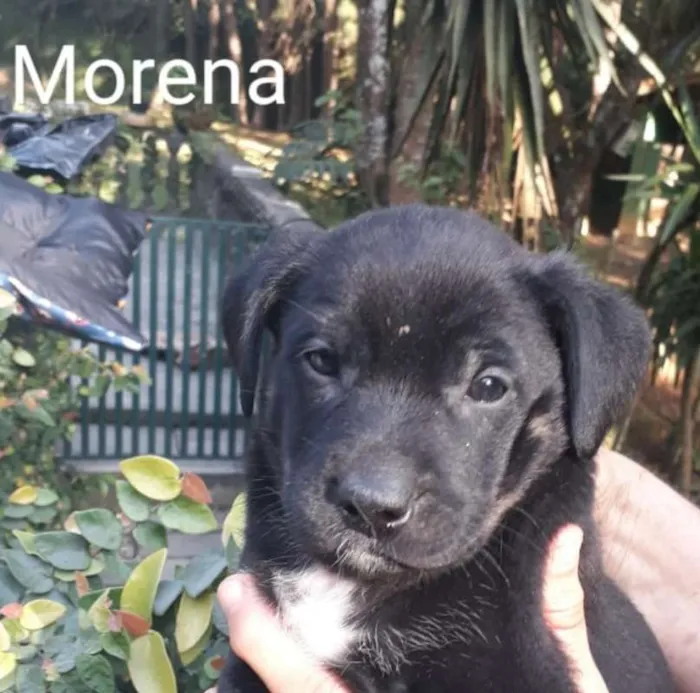Cachorro ra a SRD idade 2 a 6 meses nome Morena