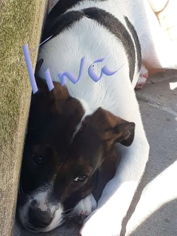 Cachorro ra a SRD idade 2 a 6 meses nome Tina