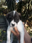 Tina