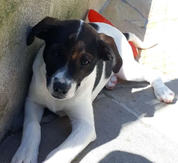 Cachorro ra a SRD idade 2 a 6 meses nome Tina