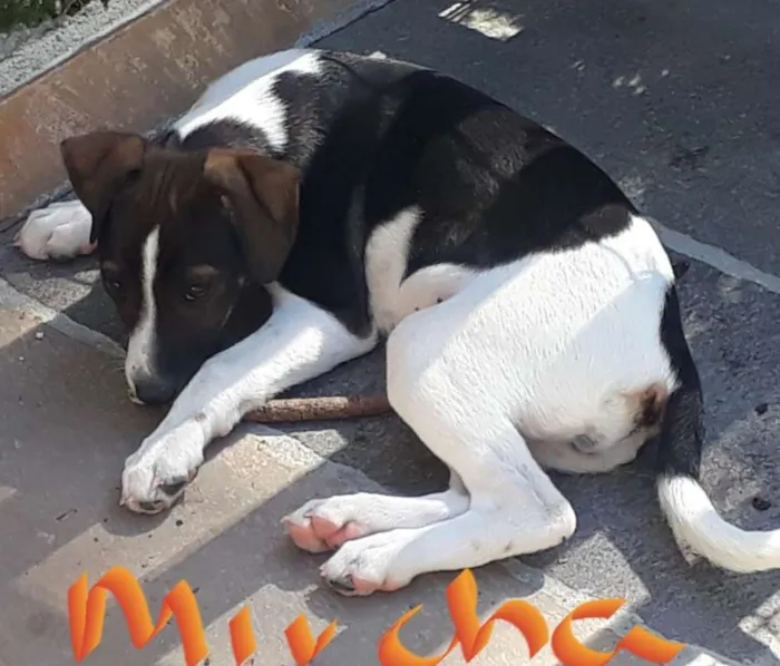 Cachorro ra a SRD idade 2 a 6 meses nome Miucha