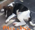 Miucha