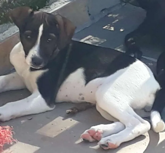 Cachorro ra a SRD idade 2 a 6 meses nome Miucha