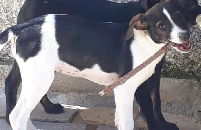 Cachorro ra a SRD idade 2 a 6 meses nome Miucha