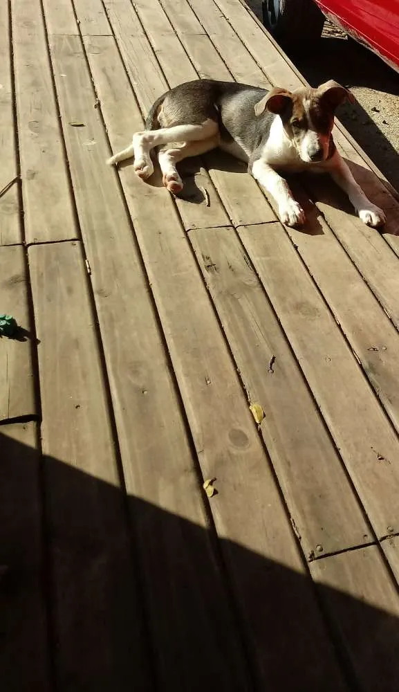 Cachorro ra a SRD idade 2 a 6 meses nome Preciosa