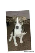 Preciosa