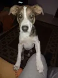 Preciosa