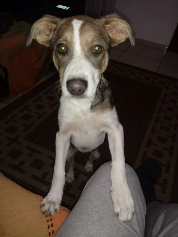 Cachorro ra a SRD idade 2 a 6 meses nome Preciosa