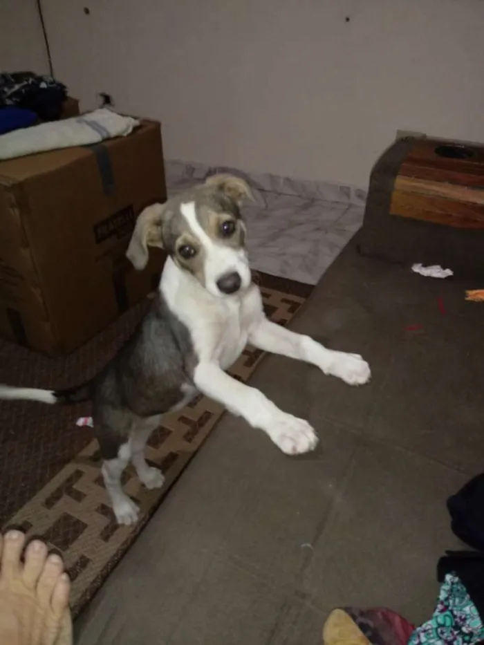 Cachorro ra a SRD idade 2 a 6 meses nome Preciosa