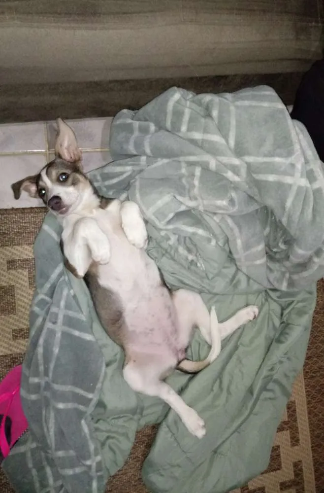 Cachorro ra a SRD idade 2 a 6 meses nome Preciosa
