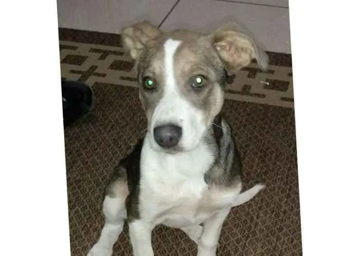 Cachorro ra a SRD idade 2 a 6 meses nome Preciosa