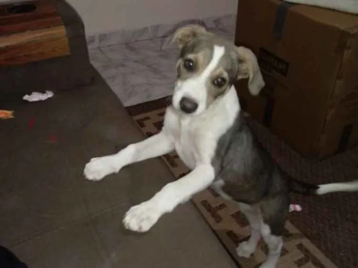 Cachorro ra a SRD idade 2 a 6 meses nome Preciosa